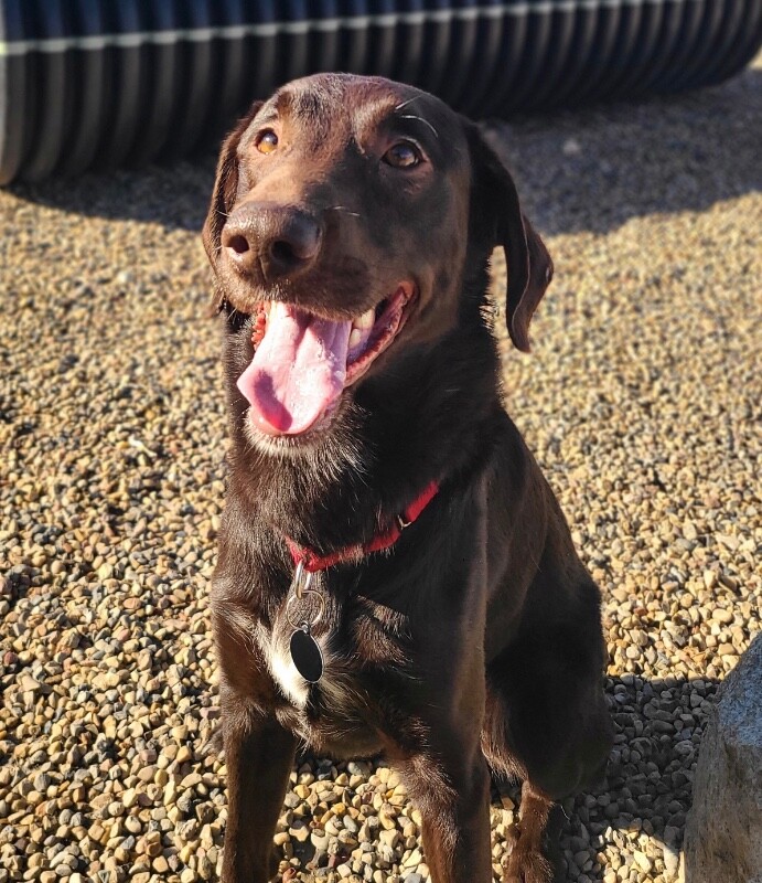 Picture of the Animal Listed